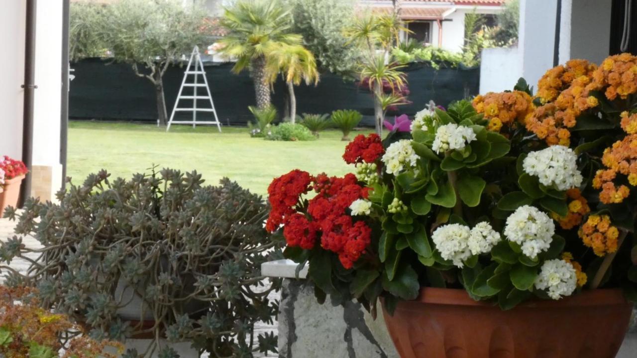 Villa Cecilia B&B Cellole Esterno foto